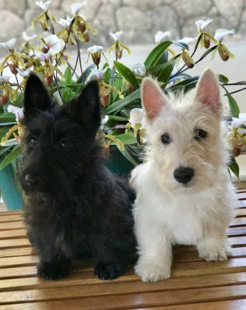 Scottish Terrier Support